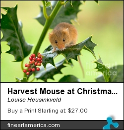 Harvest Mouse At Christmas by Louise Heusinkveld - Photograph - Photograph