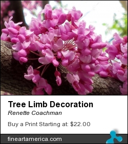 Tree Limb Decoration by Renette Coachman - Photograph - Digital Photograph