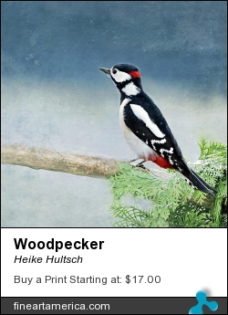 Woodpecker by Heike Hultsch - Mixed Media - Fotografie