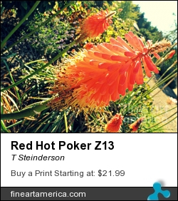Red Hot Poker Z13 by T Steinderson - Photograph - Photography