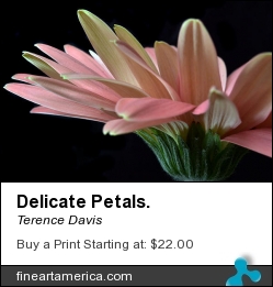Delicate Petals. by Terence Davis - Photograph - Photography
