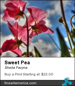 Sweet Pea by Sheila Faryna - Photograph