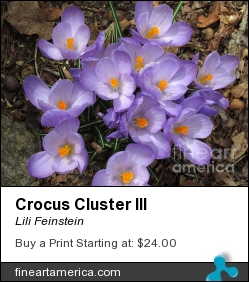 Crocus Cluster IIi by Lili Feinstein - Photograph - Photographic Print