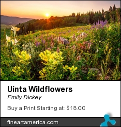 Uinta Wildflowers by Emily Dickey - Photograph - Photograph