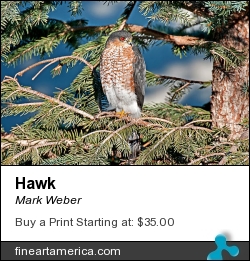 Hawk by Mark Weber - Photograph - Photographs