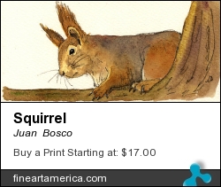 Squirrel by Juan  Bosco - Painting - Watercolor On Paper