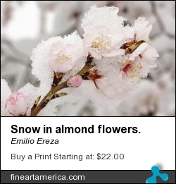 Snow In Almond Flowers. by Emilio Ereza - Photograph - Photographs