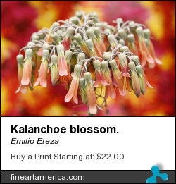Kalanchoe Blossom. by Emilio Ereza - Photograph - Photographs