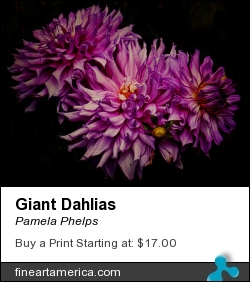 Giant Dahlias by Pamela Phelps - Photograph - Textured Photography