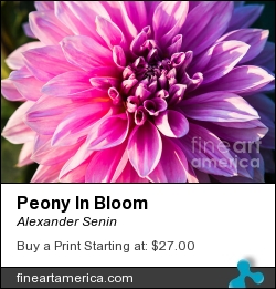 Peony In Bloom by Alexander Senin - Photograph