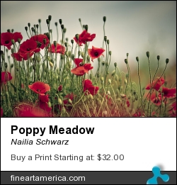 Poppy Meadow by Nailia Schwarz - Photograph - Photography