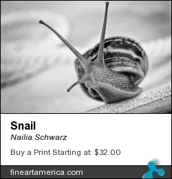 Snail by Nailia Schwarz - Photograph - Photography