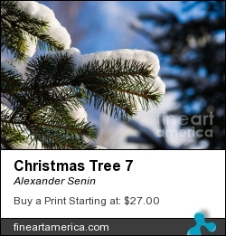 Christmas Tree 7 by Alexander Senin - Photograph