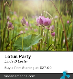Lotus Party by Linda D Lester - Photograph - Photography And Digital Art