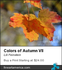 Colors Of Autumn Vii by Lili Feinstein - Photograph - Photographic Print