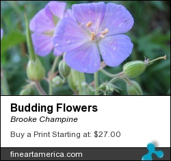 Budding Flowers by Brooke Champine - Photograph