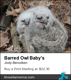 Barred Owl Baby's by Jody Benolken - Photograph