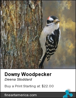 Downy Woodpecker by Deena Stoddard - Photograph - Digital Art