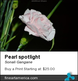 Pearl Spotlight by Sonali Gangane - Photograph - Photography