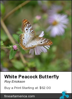 White Peacock Butterfly by Roy Erickson - Photograph - Photograph