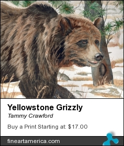 Yellowstone Grizzly by Tammy Crawford - Painting - Watercolor
