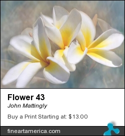 Flower 43 by John Mattingly - Digital Art - Photograph