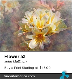 Flower 53 by John Mattingly - Digital Art - Photograph