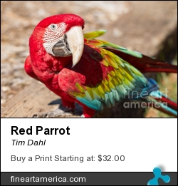 Red Parrot by Tim Dahl - Photograph