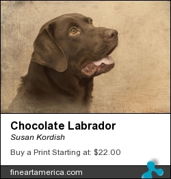 Chocolate Labrador by Susan Kordish - Photograph - Photography/digital Art
