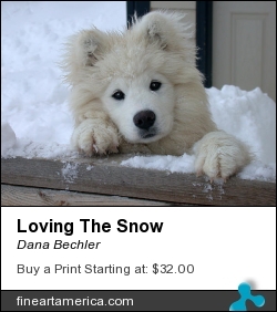 Loving The Snow by Dana Bechler - Photograph - Digital Photography