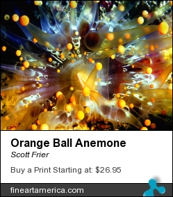 Orange Ball Anemone by Scott Frier - Photograph - Original Print