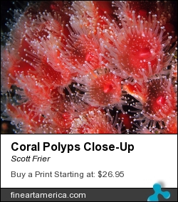 Coral Polyps Close-up by Scott Frier - Photograph - Original Print