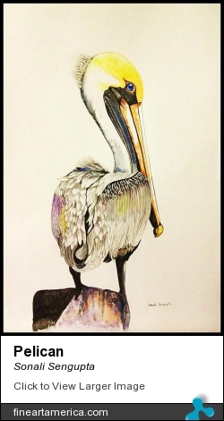 Pelican by Sonali Sengupta - Painting - Watercolor