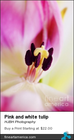 Pink And White Tulip by HJBH Photography - Photograph - Photographs - Photography, Photographs