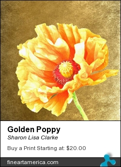 Golden Poppy by Sharon Lisa Clarke - Photograph - Photography