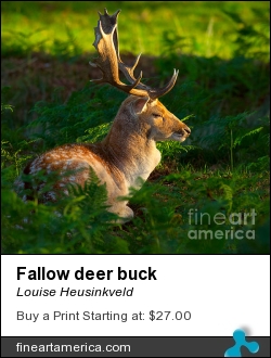 Fallow Deer Buck by Louise Heusinkveld - Photograph - Photograph