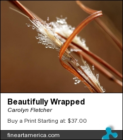 Beautifully Wrapped by Carolyn Fletcher - Photograph - Photography