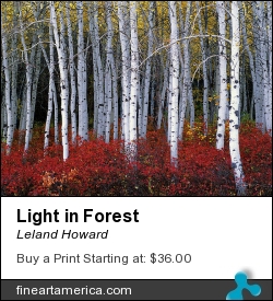 Light In Forest by Leland Howard - Photograph - Fine Art Nature Photography