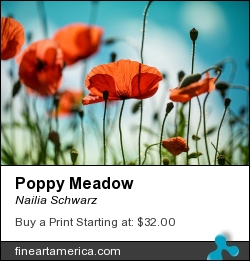 Poppy Meadow by Nailia Schwarz - Photograph - Photography