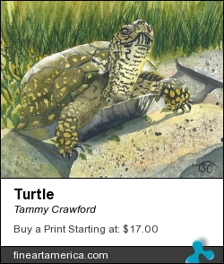 Turtle by Tammy Crawford - Painting - Watercolor