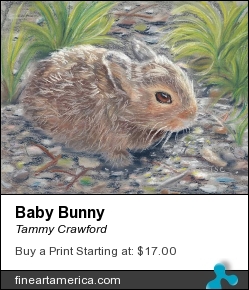 Baby Bunny by Tammy Crawford - Painting - Pastels