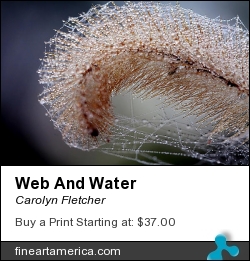Web And Water by Carolyn Fletcher - Photograph - Photography