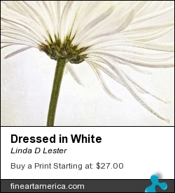Dressed In White by Linda D Lester - Photograph - Photography And Digital Art