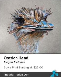 Ostrich Head by Megan Melonas - Drawing - Ink And Color Pencil On Grey Paper