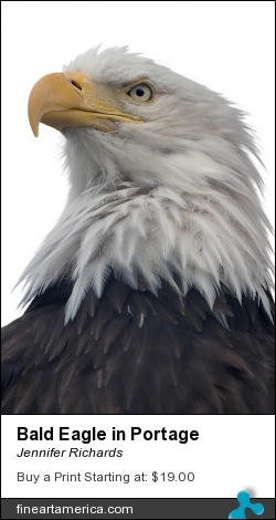 Bald Eagle In Portage by Jennifer Richards - Photograph - Photograph