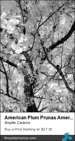 American Plum Prunas Americana Tree by Brigitte Cadena - Photograph - Photograph