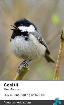 Coal Tit by Gerry Alvarez-Murphy - Photograph