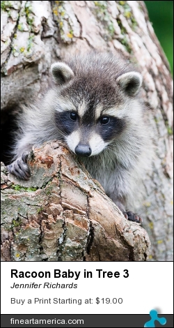 Racoon Baby In Tree 3 by Jennifer Richards - Photograph - Photograph
