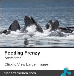 Feeding Frenzy by Scott Frier - Photograph - Original Print