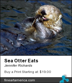 Sea Otter Eats by Jennifer Richards - Photograph - Photograph